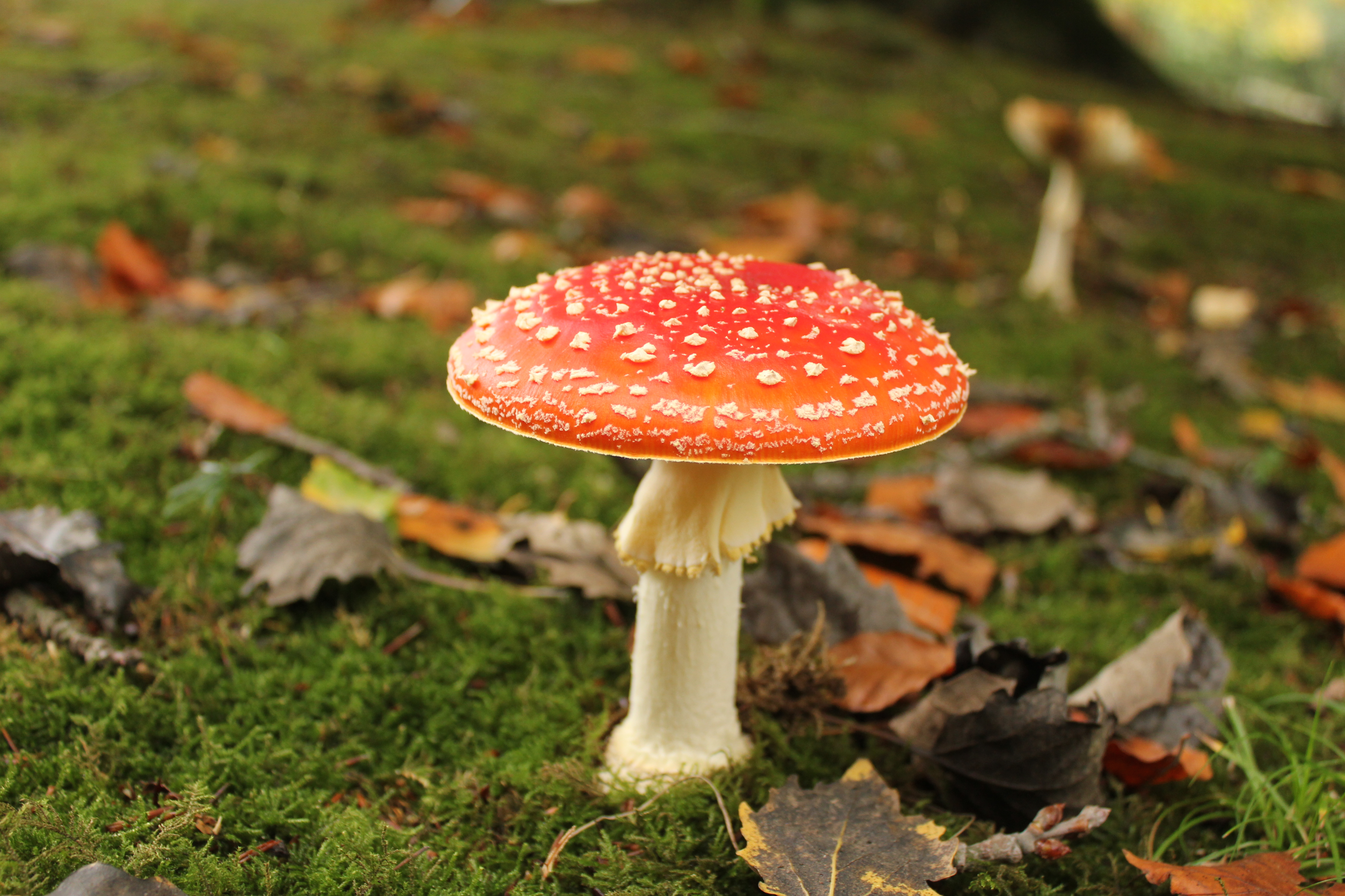 Ein Fliegenpilz aus moosbewachsenem Waldboden