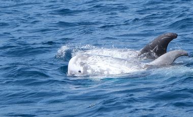 Zwei Rundkopfdelfine holen an der Wasseroberfläche Luft