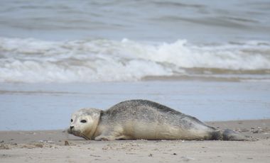 Ein Seehund liegt an einem Strand