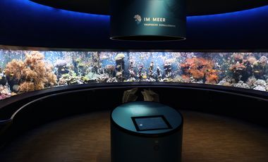 Korallenhalbrundbecken im Aquazoo Löbbecke Museum