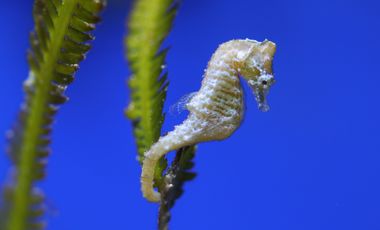 Zwergseepferdchen (Hippocampus zosterae) klammert sich mit seinem Greifschwanz an eine Alge