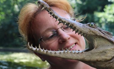 Frau mit Krokodilpräparat, dessen Maul weit geöffnet ist