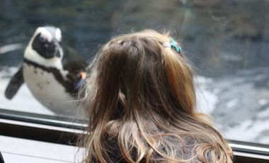 Kind beobachtet Pinguin im Aquazoo Düsseldorf
