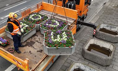 Pünktliche Anlieferung: Seit Mittwoch, 29. Mai, stehen die Blumenkübel mit der UEFA-EURO 2024-Bepflanzung am Graf-Adolf-Platz. Bis zum Start der Turniers in zwei Wochen kann sich die ganze Blütenpracht entfalten.