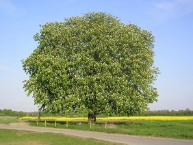 Die Himmelgeister Kastanie, als sie noch in voller Blüte war