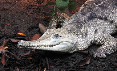 Unsere "Old Lady" - ein Australien-Krokodil