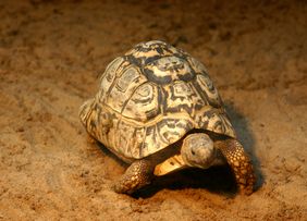 Bewohner von Trockengebieten wie diese Leopardschildkröte müssen längere Zeit ohnen Nahrung und Wasser auskommen.