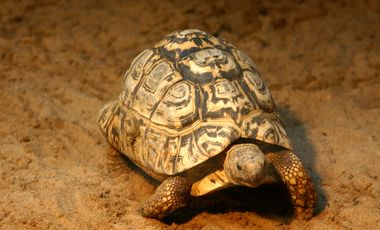 Bewohner von Trockengebieten wie diese Leopardschildkröte müssen längere Zeit ohnen Nahrung und Wasser auskommen.