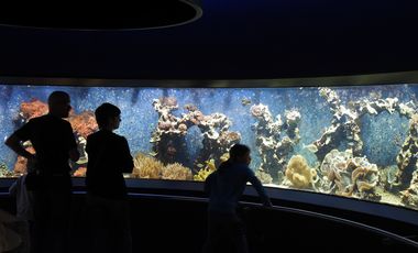 Zwei Personen stehen vor einem großen Aquarium, in dem bunte Korallen und Fische zu sehen sind.
