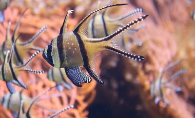 Ein Banggai-Kardinalbarsch vor einer orange-farbenen Seeanemone