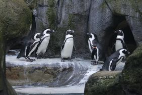 Brillenpinguine sind im Aquazoo zu beobachten.