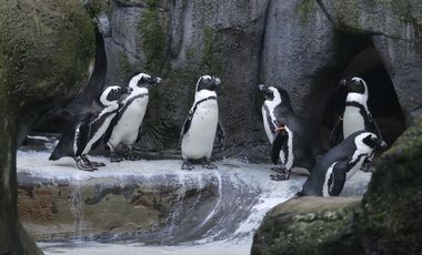 Brillenpinguine sind im Aquazoo zu beobachten.