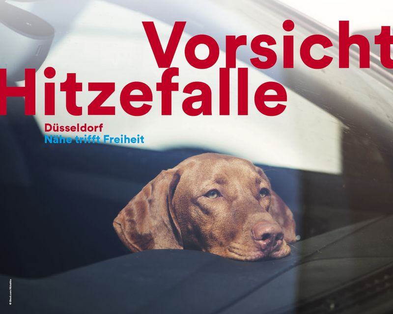Hitzefalle: Tiere nicht im geparkten Auto lassen! - Landeshauptstadt  Düsseldorf
