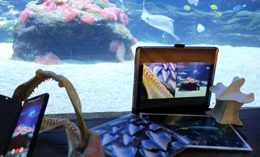 Smartphone und Notebook übertragen Szenen Rochen aus dem Haibecken des Aquazoo