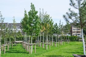 Innerhalb eines Jahres hat die Stadt auf dem einstigen Schotterparkplatz in Flingern-Süd einen sogenannten Pocketpark geschaffen. Auf fast 2.000 Quadratmetern hat die Stadt 123 neue Bäume, 175 Großsträucher sowie Wiesenstauden gepflanzt.