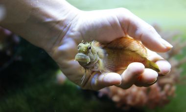 Juwel-Felshüpfer (Salarias fasciatus) auf der Hand seiner Tierpflegerin im Aquazoo
