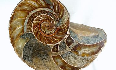 Fossiler Nautilus