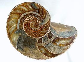 Fossiler Nautilus