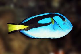 Eine Berühmtheit aus indopazifischen Korallenriffen: Der Palettendoktorfisch (Paracanthurus hepatus). 