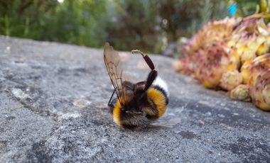 Eine tote Hummel liegt auf einer Natursteinmauer