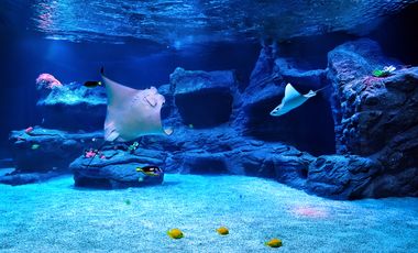 zwei Kuhnasenrochen im großen Hai-Aquarium des Aquazoo