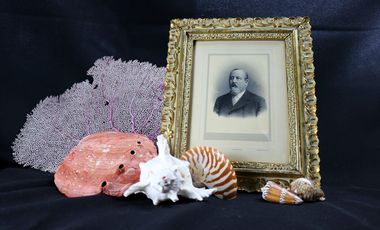marine Muschel- und Schneckenschalen um ein Portrait Theodor Löbbeckes drapiert