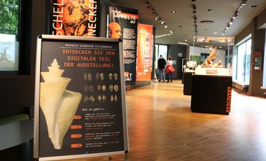 Einblick in die Sonderausstellung "Muscheln, Schnecken, Pillendosen" im Aquazoo Löbbecke Museum 