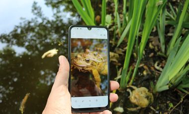 Ein Smartphone wird über einen Teich gehalten. Auf dem Display sind zwei Grasfrösche im Amplexus zu sehen, die gerade fotografiert werden