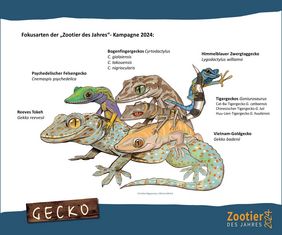 Fokusarten "Zootier des Jahres: Geckos"
