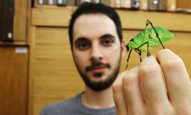 Eine tropische Blattschrecke auf der Hand eines Insektenforschers im Magazin des Aquazoo Löbbecke Museum