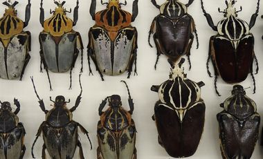 Käfer aus der Sammlung