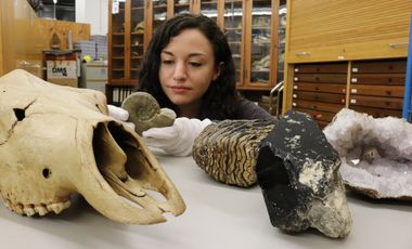 Die Präparatorin des Aquazoo Löbbecke Museum hockt hinter einem Tisch, auf dem Fossilien, Mineralien und der Schädel eines paläontologischen Riesenhirschs liegen