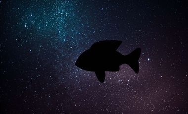 Fisch bei Nacht