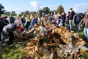 Großer Andrang bei der Abschiedsveranstaltung für die Himmelgeister Kastanie